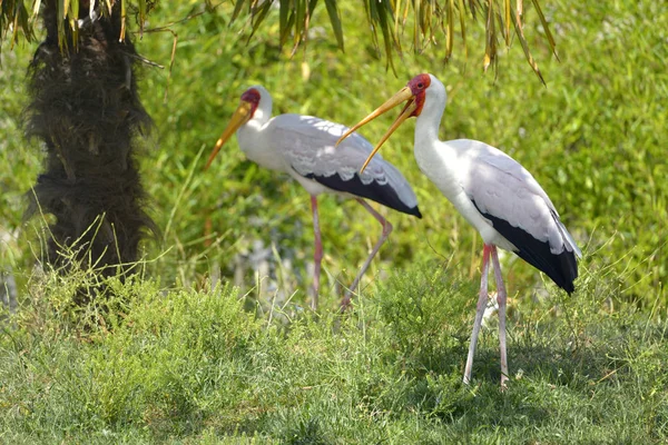 Желтоклювый Аист Mycteria Ibis Стоит Траве Открытый Клюв — стоковое фото