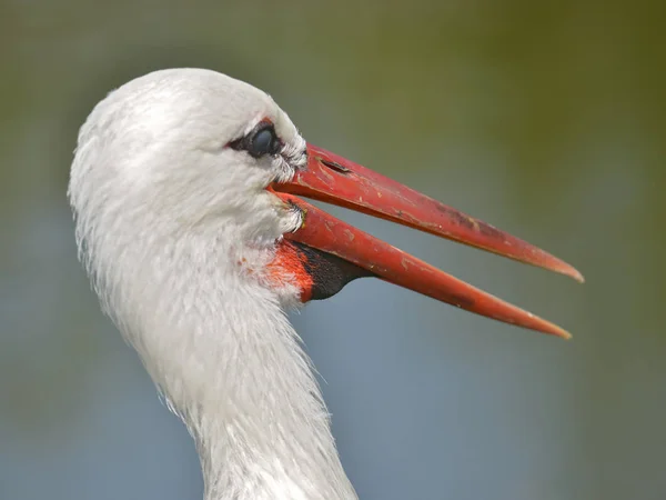 Portré Fehér Gólyák Ciconia Ciconia Nyitott Csőr — Stock Fotó