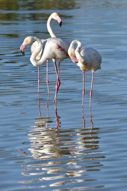 Flamingolar (Phoenicopterus ruber), Fransa 'nın Arles kentinin güneyinde, Akdeniz ile Rhne deltasının iki kolu arasında bulunan doğal bir bölgedir.