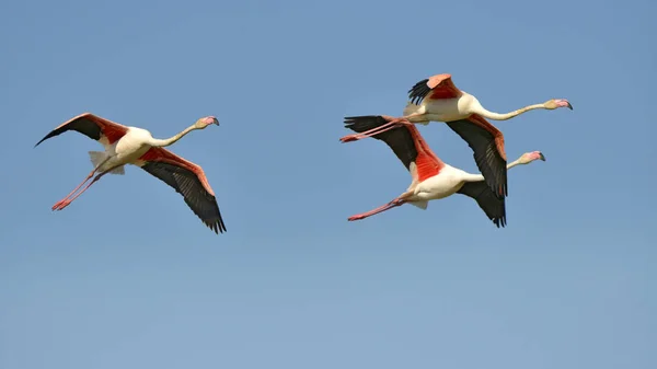 Drei Flamingos Flug Phoenicopterus Ruber Auf Dem Blauen Himmelshintergrund Der — Stockfoto