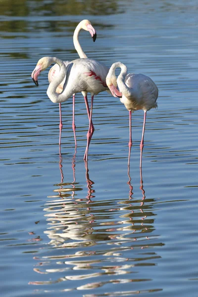 Flamingos Phoenicopterus Ruber Água Com Grande Reflexão Camargue Uma Região — Fotografia de Stock