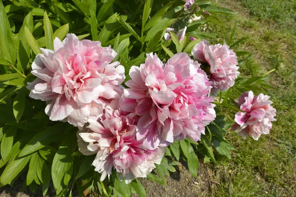Närbild Rosa Kinesiska Pioner Blommor Paeonia Lactiflora — Stockfoto