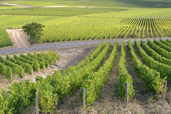 Vine Sancerre Commune Canton Cher Department Central France Overlooking Loire — Stock Photo, Image