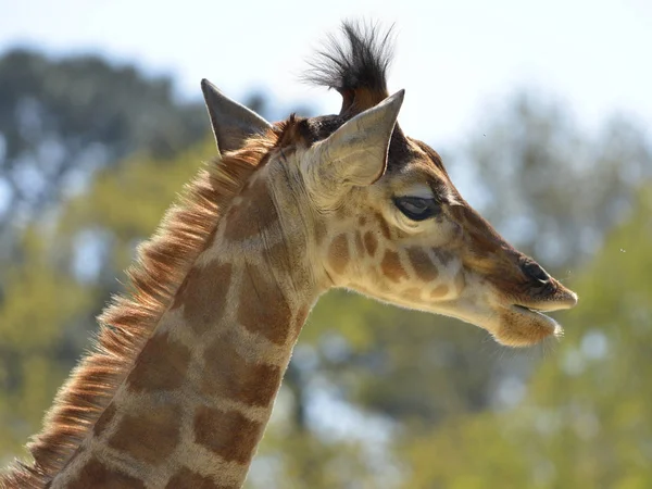 Retrato Jovem Girafa Girafa Camelopardalis Visto Partir Perfil — Fotografia de Stock
