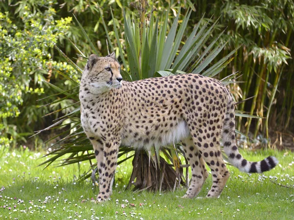 Closeup Profile African Cheetah Acinonyx Jubatus Standing Grass Seen Profile — Stock Photo, Image