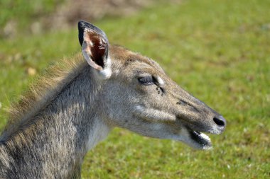 Profilden görülen kadın Nilgai (Boselaphus tragocamelus) başkanı