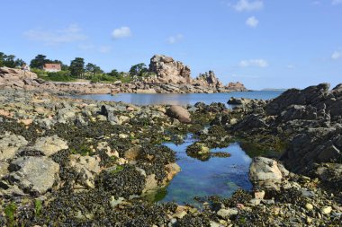 Ploumanac'h, köyde Perros-Guirec komün düşük gelgit ünlü Pembe Granit sahilde (cte de Granit Fransızca gül). Batı Ctes-d'Armor bölümünde Fransa'nın Bretagne bölgesinde bulunur.