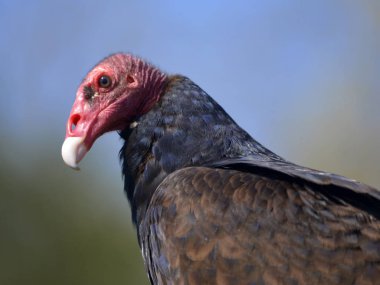 Portre hindi akbabası (Cathartes havası) mavi gökyüzü arka plan
