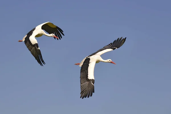 Deux Cigognes Blanches Ciconia Ciconia Mouche Sur Fond Ciel Bleu — Photo