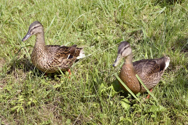 Two Female Ducks Mallard Anas Platyrhynchos Grass — Stock Photo, Image