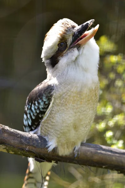 Lachende Kookaburra Dacelo Novaeguineae Hockt Auf Einem Ast — Stockfoto