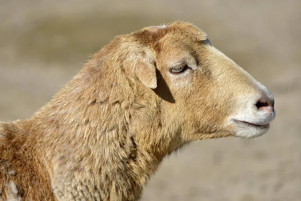 配置文件肖像羊的喀麦隆绵羊白羊座 — 图库照片