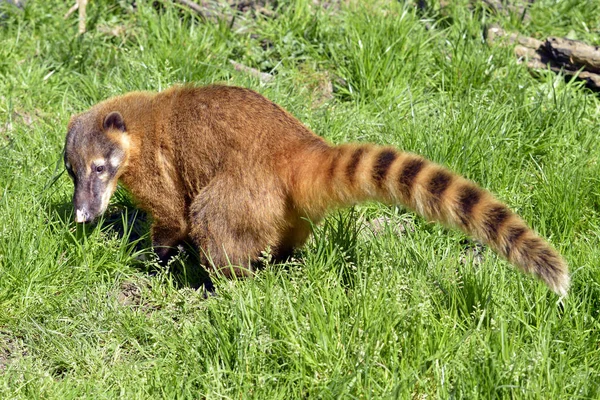 Coati Sud Américain Ring Tailed Coati Nasua Nasua Partir Profil — Photo