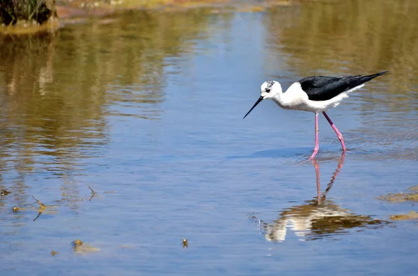 Primer Plano Stilt Alas Negras Himantopus Himantopus Busca Comida Las —  Fotos de Stock