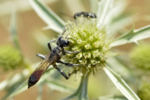 Macro Guêpe Sable Bandes Rouges Ammophila Vue Dessus Sur Chardon — Photo