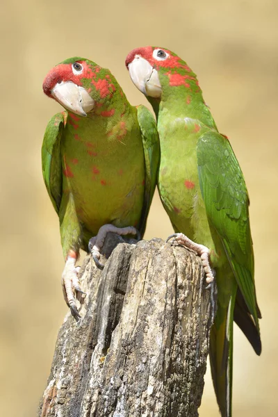 Dwa Mitred Papużki Psittacara Mitratus Lub Aratinga Mitrata Słupie Drewna — Zdjęcie stockowe