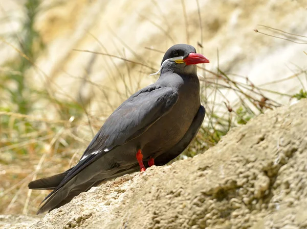 Inca Seeschwalbe Larosterna Inca Thront Auf Einem Felsen Von Unten — Stockfoto