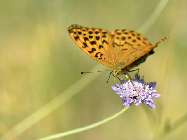 Srebrno Umyty Motyl Argynnis Paphia Żywiący Się Kwiatem Scabiosa — Zdjęcie stockowe