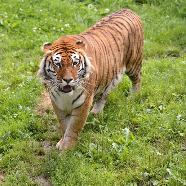 Közelkép Tigris Panthera Tigris Felülről — Stock Fotó