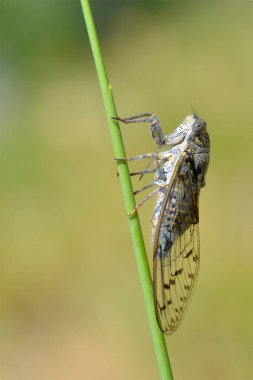 Cicada Orni 'nin, Güney Fransa' da profilden görünen çimlere yakın çekimi