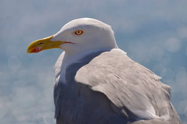 Portret Van Gele Meeuw Larus Michahellis Van Achteren Gezien — Stockfoto