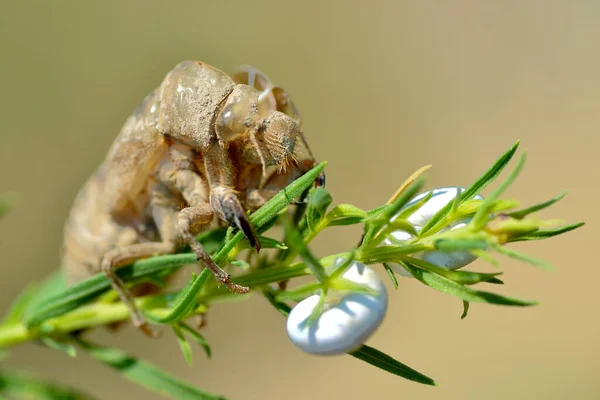 2本のカタツムリを持つ植物上で 正面から見た蝉 ライリス プレビェス の遠征 — ストック写真