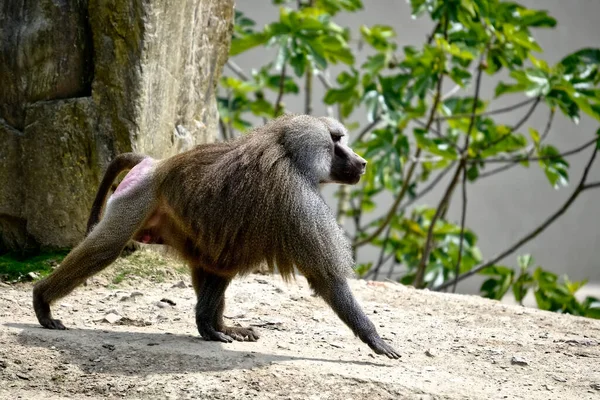 Hamadryas Baboon Papio Hamadryas Ходити Землі Дивитися Профілю — стокове фото