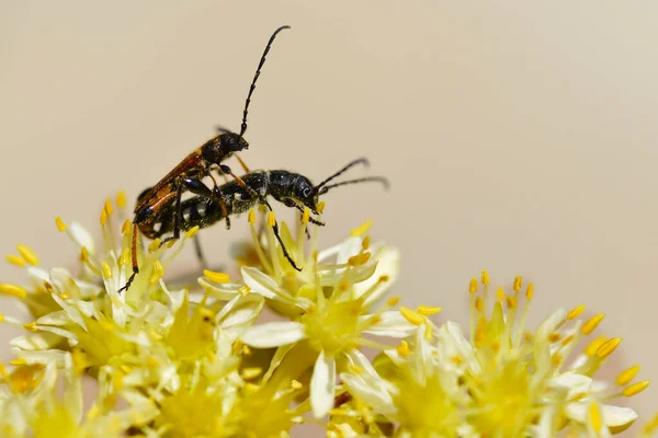从侧面看黄花上复制长角甲虫 — 图库照片
