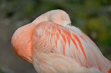 Flamingo 'nun (Phoenicopterus ruber) başı, Fransa' nın Arles şehrinin güneyinde Akdeniz ile Rhne deltasının iki kolu arasında yer alan doğal bir bölgedir.