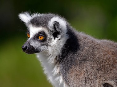 Portre halka kuyruklu lemur (Lemur catta) 