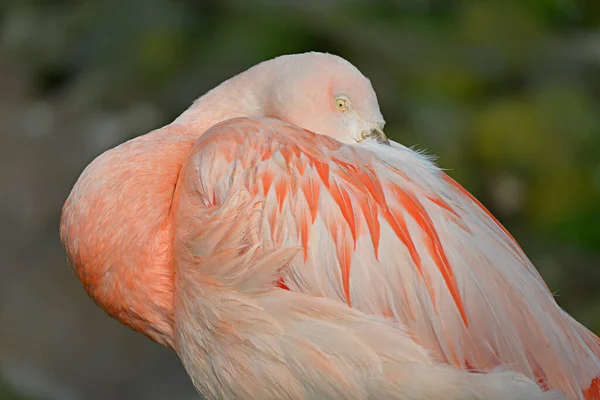 Gros Plan Flamant Rose Phoenicopterus Ruber Tête Dans Les Plumes — Photo