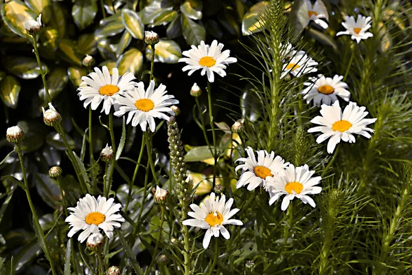 Margaritas Blancas Tipo Leucanthemopsis Jardín — Foto de Stock