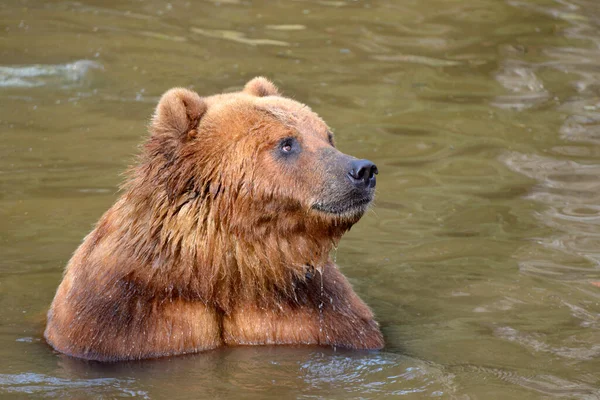 Closeup Grizzly Ursus Arctos Horribilis Water — Stock Photo, Image