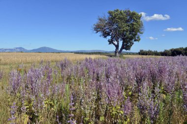 Fransa 'nın güneydoğusundaki Alpes-de-Haute-Provence bölgesinde bulunan ünlü Valensole Platosu' nda Clary Scalea (Salvia Slarea) arazisi.