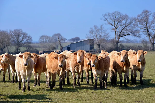 Mayenne Bölgesi Nin Pays Loire Bölgesinde Fransa Bir Tarlada Yaşayan — Stok fotoğraf