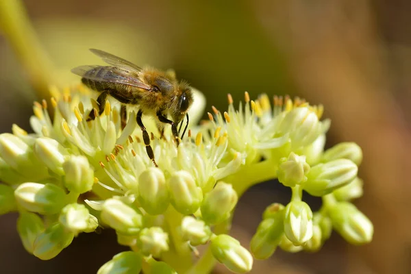 Macro Honey Bee Apis Feeding Yellow Flower Seen Profile — Stock Photo, Image