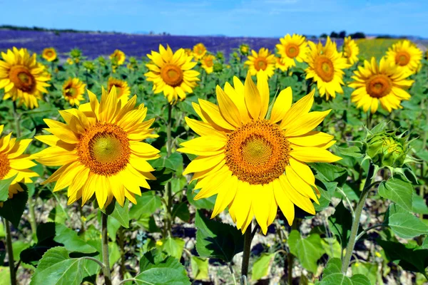 Fransa Nın Güneydoğusundaki Alpes Haute Provence Bölgesinde Bir Komün Olan — Stok fotoğraf