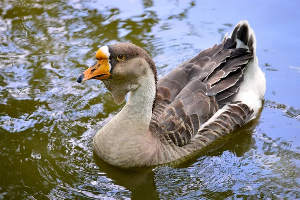 Closeup Swan Goose Anser Cygnoides Water — Stock Photo, Image