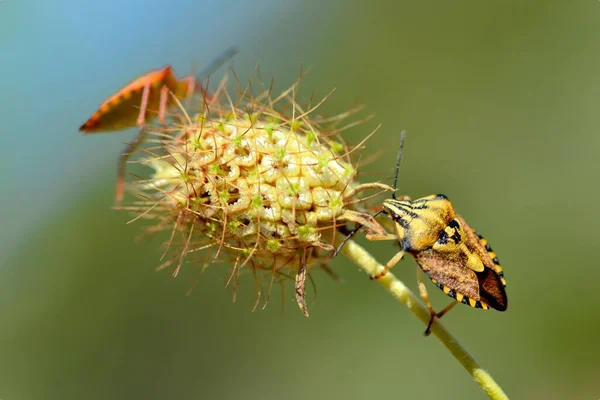 Macro Due Insetti Scudo Sul Fiore — Foto Stock