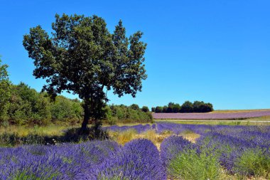 Lavanta tarlası ve arka planında Clary adaçayı olan bir ağaç. Fransa 'nın güneydoğusundaki Alpes-de-Haute-Provence bölgesinde bir komün olan Valensole platosunun arka planında.
