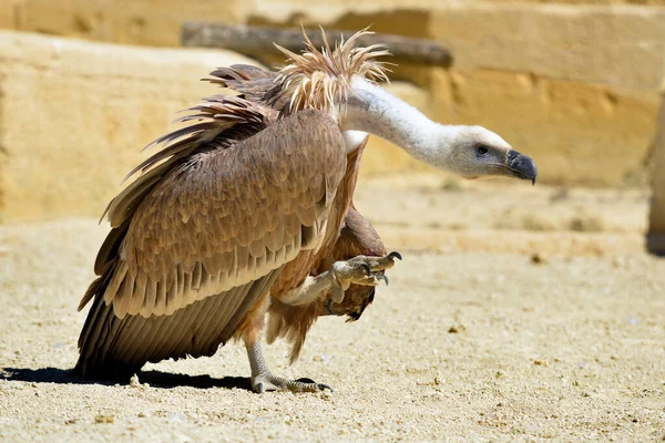 Primo Piano Dell Avvoltoio Grifone Gyps Fulvus Che Cammina Terra — Foto Stock