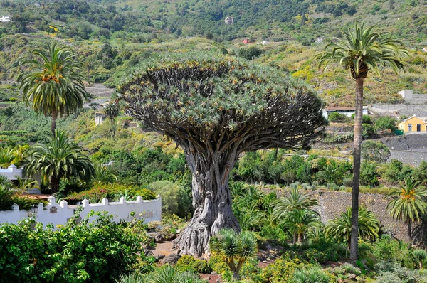 Berühmter Drachenbaum Dracaena Draco Unter Palmen Bei Icod Los Vinos — Stockfoto