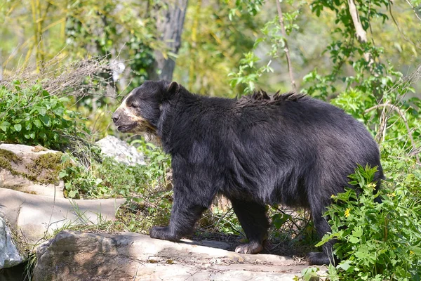 Andean Bear Tremarctos Ornatus Also Known Spectacled Bear Walking Vegetation — Stock Photo, Image