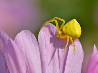 Macro of yellow crab spider (Misumena vatia) on pink petal cosmos flower seen from above clipart