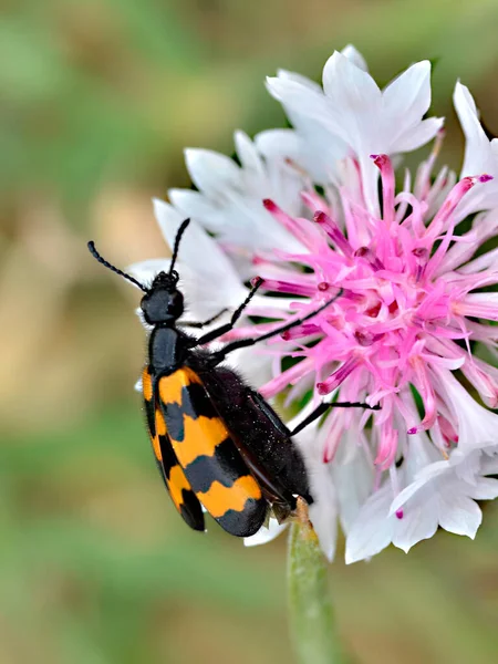 Macro Escarabajo Mylabris Variabilis Alimentándose Flor Rosa Blanca — Foto de Stock