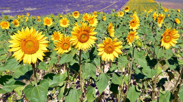 Günçiçekleri Helianthus Annuus Fransa Nın Güneydoğusundaki Alpes Haute Provence Bölgesinde — Stok fotoğraf