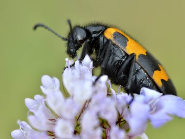 Scabiosa çiçeğinin üzerindeki Mylabris değişkenleri