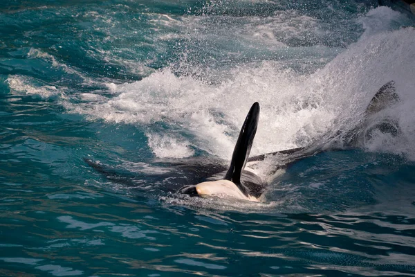 Closeup Killer Whale Orcinus Orca Swimming Fast Blue Water — Stock Photo, Image