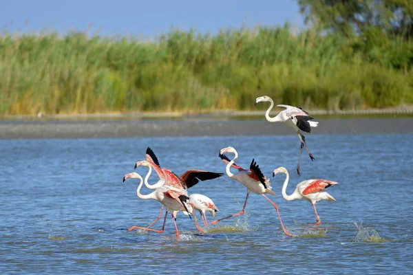 Flamencos Corriendo Sobre Agua Phoenicopterus Ruber Después Volar Camarga Una —  Fotos de Stock