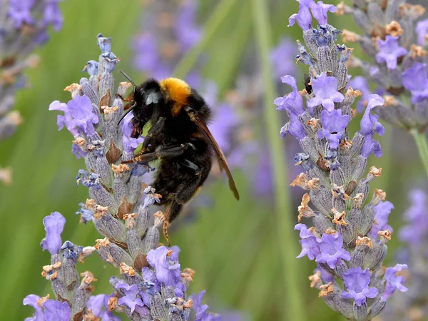 Macro Orange Black Bumblebee Bombus Terrestris Feeding Lavender Flowers — Stock Photo, Image
